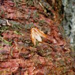 Rest einer Eichhörnchenspeise