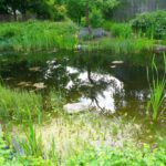 Zauberteich Zauberteich