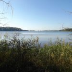 Schilf in der Ostecke