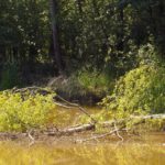 Umgekippt und abgesoffen