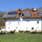 Glückliche Schafe in Ried