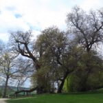 Wolfgangseiche Wolfgangseiche