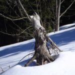 Mein Name ist Wurzel. Sepp Wurzel.