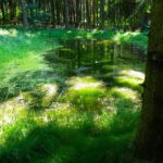 Zum Spiegel umfunktionierte Hüle Zum Spiegel umfunktionierte Hüle