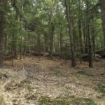 Buchendominanz an den Lauber Felsen