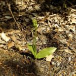 Frauenschuh kurz vor dem Aufblühen