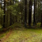 Wallanlage am Goldsteig