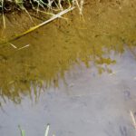 Kaulquappenkita Kaulquappenkita