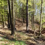 Jede Menge Tobel - oder eine Altstraße?