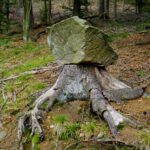 Wie kommt der Felsen auf den Baumstumpf? Wie kommt der Felsen auf den Baumstumpf?