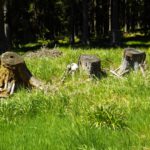 Präsidium Präsidium