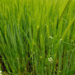 Wenn nix passiert, gibt es in der Oberpfalz wieder jede Menge gutes Bier