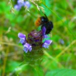 Z'vieri, wie die Schweizer sagen Z'vieri, wie die Schweizer sagen