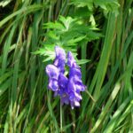 Ein blauer Eisenhut, eine sehr giftige Pflanze