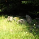 Beim Rammeln versteinert