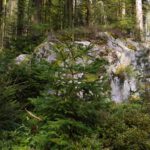 Mikrokosmos Felsoberfläche Mikrokosmos Felsoberfläche