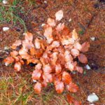 Rostbraun, kupferrot, fast bronze... Was auf dieses Bäumchen zutrifft, ist übrigens der Titel des wohl bekanntesten Textes des ehemaligen deutschsprachigen Poetry Slam-Meisters Patrick Salmen