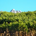 (Fast) Alles, was die Natur zu bieten hat, es fehlen eigentlich nur die Insekten (Fast) Alles, was die Natur zu bieten hat, es fehlen eigentlich nur die Insekten