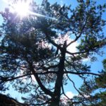 Eine gelungene Gegenlichtaufnahme