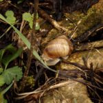 Vor mir brauchst Du keine Angst haben, liebe Schnecke