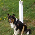 Auch Caro lief ganz tapfer die große Runde mit