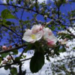 Apfelblüte