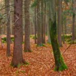 Kampfarena für Waldgeister Kampfarena für Waldgeister