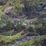 Oben liegt der Schnee auch noch auf den Ästen