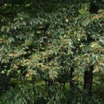 Bucheckern Bucheckern