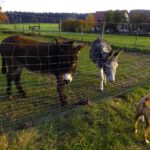 Cocos neueste Freunde