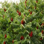 Keine Ahnung, ob das eine Fliederart ist, aber auf jeden Fall schön