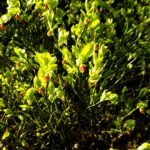 Hab gar nicht gewusst dass Schwarzbeerknospen rot sind