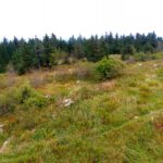 Wildnis am Schneeberggipfel