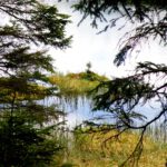 Wie lange darf dieses Bäumchen leben?