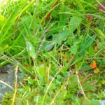 Tautropfenimpressionen