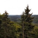 Immer ist ein Baum in der Aussicht