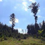 Baumkindergärtner und ihre Sprösslinge Baumkindergärtner und ihre Sprösslinge