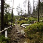 Der Pfad wird ursprünglicher