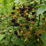In Leinburg sind die ersten Brombeeren schon fast reif In Leinburg sind die ersten Brombeeren schon fast reif