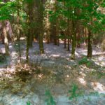 Samenteppich. In dieser Ausdehnung habe ich das noch nie gesehen Samenteppich. In dieser Ausdehnung habe ich das noch nie gesehen