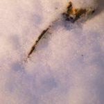 Schneekristalle mit Zweig