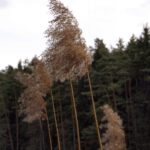 Fähnlein im Wind