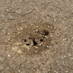 Lebensraum Straßenschaden