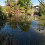 Der Dorfweiher fungiert wieder mal als Superspiegel