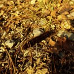 Noch ein Wesen, das sich an der Sonne erfreut