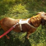 Baro hat trotz seines Alters ganz tapfer durchgehalten