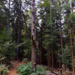 Etwas anderes Wirtshaus