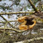 Aufgebrochene Spechtwohnung