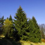 Zapfenwipfel Zapfenwipfel