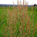 Sauerampfer mit Wanze Sauerampfer mit Wanze